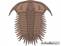 Дамеселлоидеа (Dameselloidea)