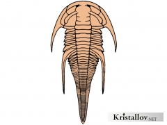 Надсемейство Эмуэллоидеа (Emuelloidea)