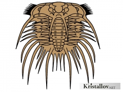 Одонтоплеврида (Odontopleurida)